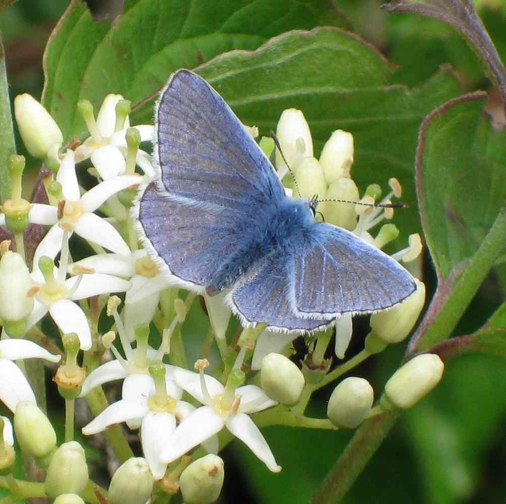 Polyommatus icarus Polyommatus icarus